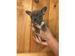 French Bulldog Puppy for sale in Adelphi, OH, USA
