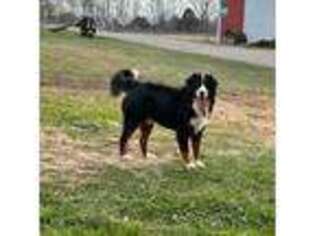 Bernese Mountain Dog Puppy for sale in Beverly, OH, USA