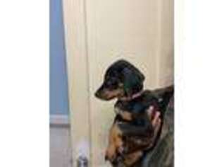 Doberman Pinscher Puppy for sale in Roosevelt, NY, USA