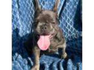 French Bulldog Puppy for sale in New Haven, CT, USA