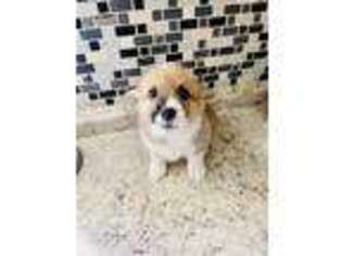 Pembroke Welsh Corgi Puppy for sale in Mcdonough, GA, USA