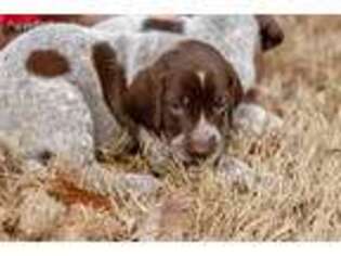 German Shorthaired Pointer Puppy for sale in Alpharetta, GA, USA