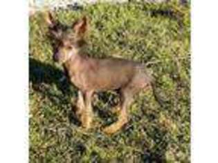 Chinese Crested Puppy for sale in Lakeland, FL, USA