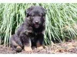 German Shepherd Dog Puppy for sale in Grand Rapids, MI, USA