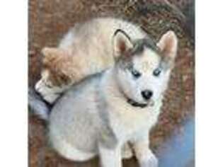 Siberian Husky Puppy for sale in Fairfax, VA, USA