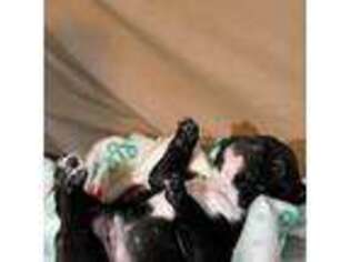 French Bulldog Puppy for sale in Oskaloosa, IA, USA