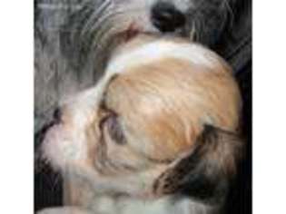 Havanese Puppy for sale in Lewisville, TX, USA