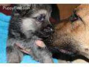 German Shepherd Dog Puppy for sale in Crewe, VA, USA