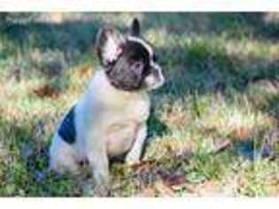 French Bulldog Puppy for sale in Eagle Lake, TX, USA