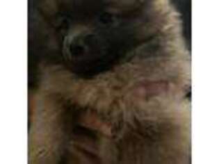 Pomeranian Puppy for sale in Sumter, SC, USA