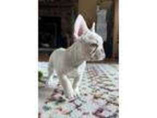 French Bulldog Puppy for sale in New Hartford, CT, USA