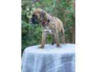 Boxer Puppy for sale in Rainier, OR, USA
