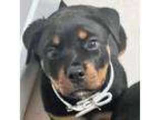 Rottweiler Puppy for sale in Valley Center, KS, USA