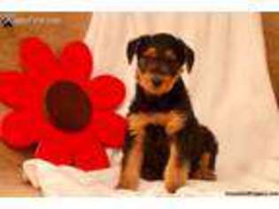 Airedale Terrier Puppy for sale in Holtwood, PA, USA