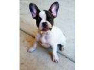 French Bulldog Puppy for sale in Marshfield, MO, USA