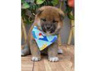 Shiba Inu Puppy for sale in Flushing, NY, USA