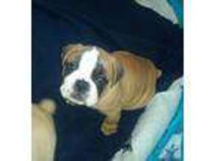 Olde English Bulldogge Puppy for sale in ATWATER, OH, USA