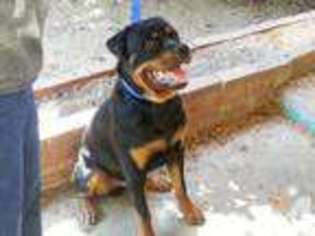 Rottweiler Puppy for sale in MEDFORD, OR, USA