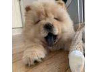 Chow Chow Puppy for sale in Newport, MI, USA