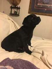 Labrador Retriever Puppy for sale in Albemarle, NC, USA