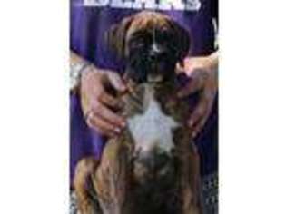 Boxer Puppy for sale in Park Hills, MO, USA