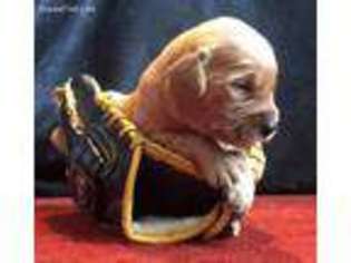Golden Retriever Puppy for sale in Ada, OK, USA