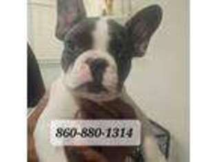 French Bulldog Puppy for sale in Groton, CT, USA