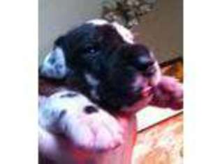 Great Dane Puppy for sale in STERLING, CT, USA