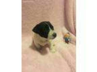 Jack Russell Terrier Puppy for sale in Londonderry, NH, USA