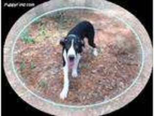 Great Dane Puppy for sale in Defuniak Springs, FL, USA