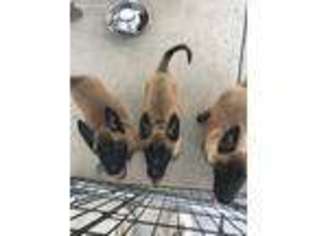 Belgian Malinois Puppy for sale in Henderson, NC, USA