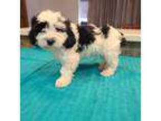 Cavapoo Puppy for sale in Spencerville, IN, USA