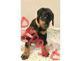 Doberman Pinscher Puppy for sale in Watertown, CT, USA