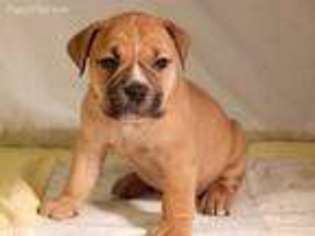 Olde English Bulldogge Puppy for sale in Blakeslee, PA, USA