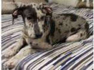 Great Dane Puppy for sale in Camdenton, MO, USA