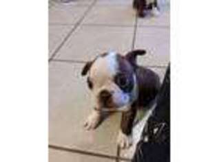 Boston Terrier Puppy for sale in Yucaipa, CA, USA