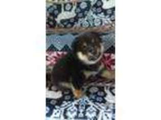 Shiba Inu Puppy for sale in FOUNTAIN, CO, USA