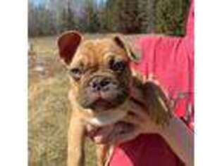 French Bulldog Puppy for sale in Isanti, MN, USA