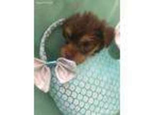 Yorkshire Terrier Puppy for sale in Glasgow, KY, USA