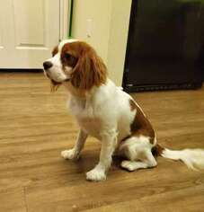 Cavalier King Charles Spaniel Puppy for sale in Encino, CA, USA
