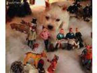 Mutt Puppy for sale in Glen Rose, TX, USA