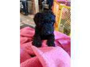 Labradoodle Puppy for sale in Panama City Beach, FL, USA