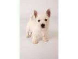 West Highland White Terrier Puppy for sale in Pleasanton, KS, USA