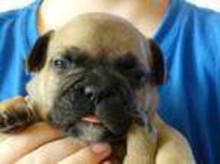 French Bulldog Puppy for sale in Danville, IL, USA
