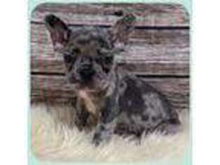 French Bulldog Puppy for sale in Wray, GA, USA