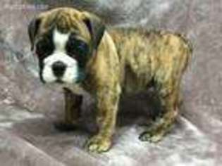 Bulldog Puppy for sale in Peachtree City, GA, USA