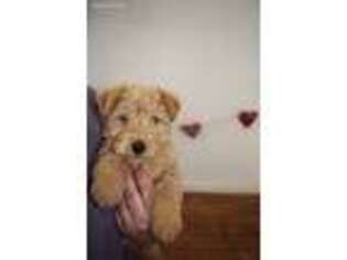 Lakeland Terrier Puppy for sale in Marshallville, OH, USA