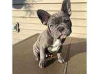 French Bulldog Puppy for sale in Camp Point, IL, USA