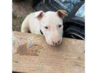 Bull Terrier Puppy for sale in Pocatello, ID, USA