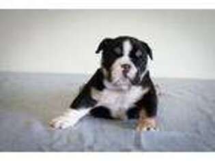 Bulldog Puppy for sale in Holmen, WI, USA